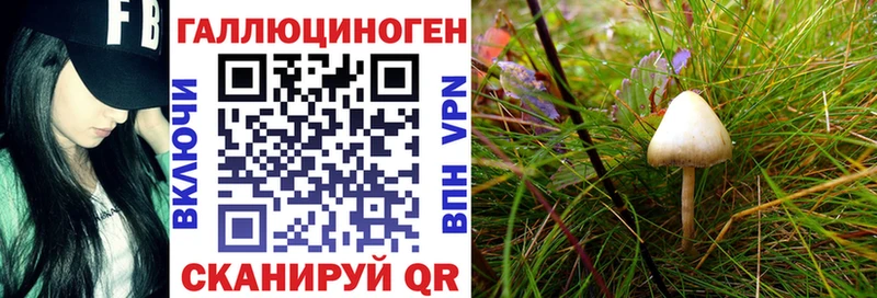 Купить закладки  Сенгилей  Псилоцибиновые грибы Cubensis 